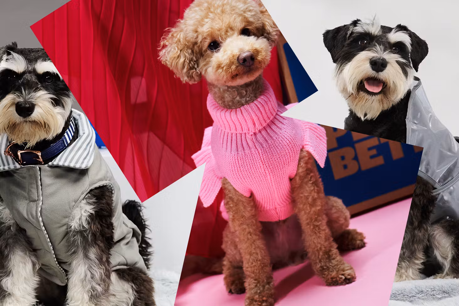 A collage of dog jackets, raincoats, and knitwear for dog winter fashion